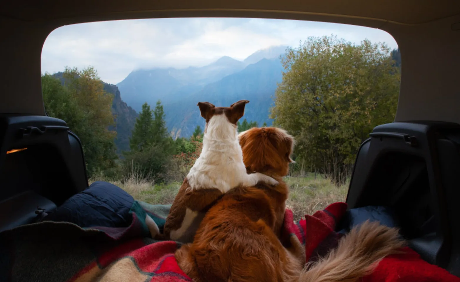 Dogs in car looking into mountains